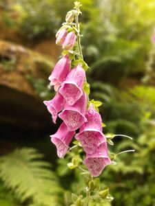 Leonardslee Gardens