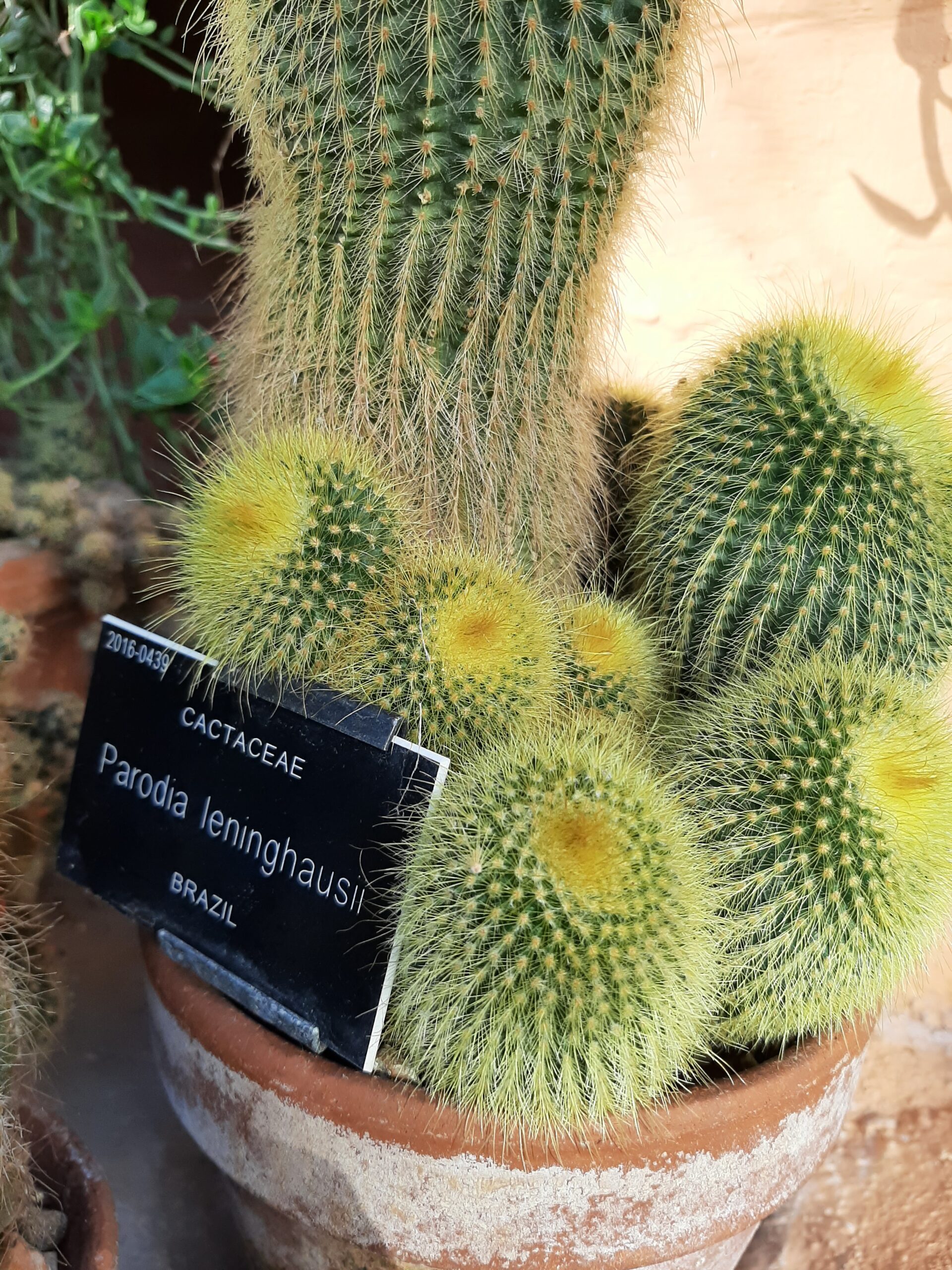 Chelsea Physic Garden