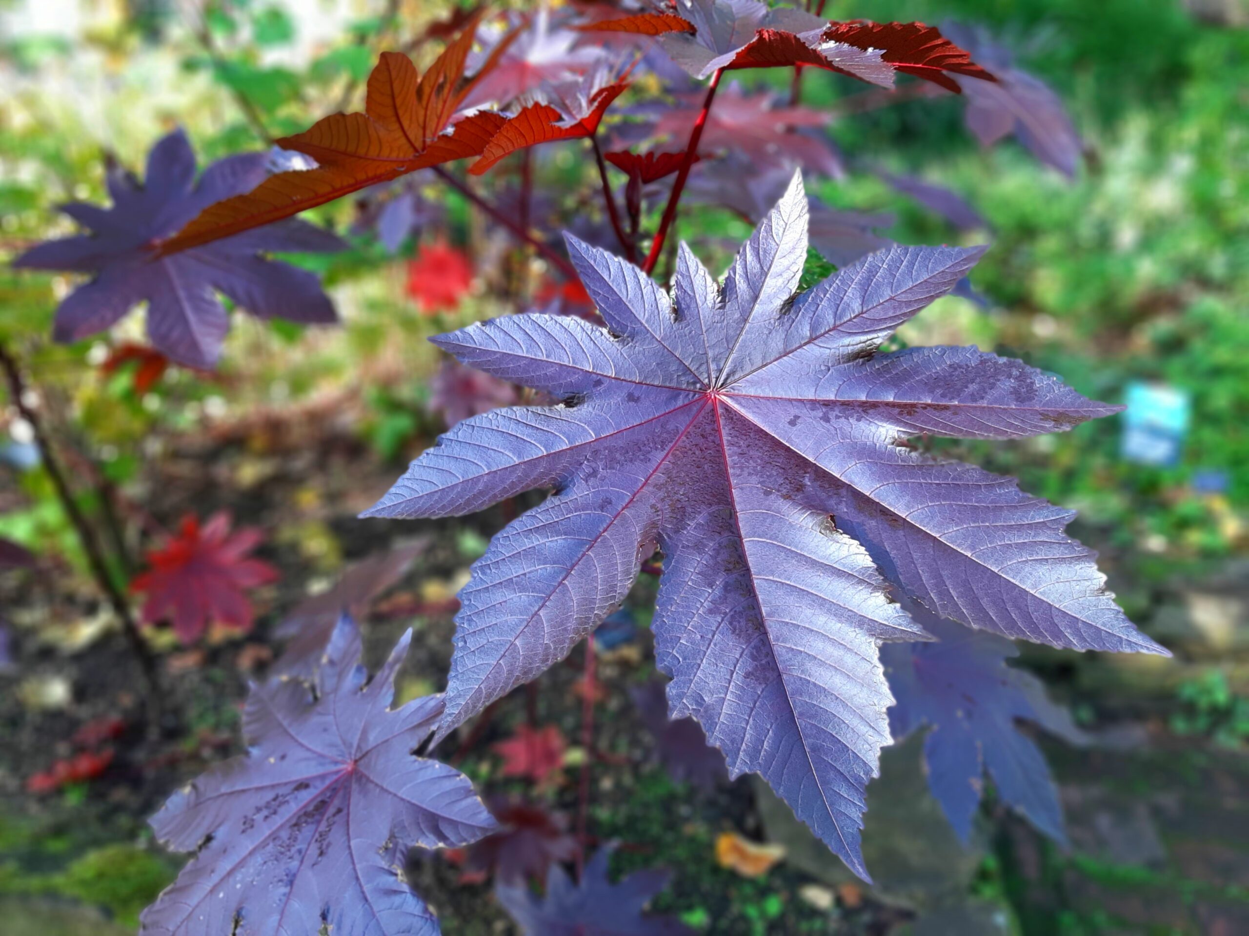 Chelsea Physic Garden