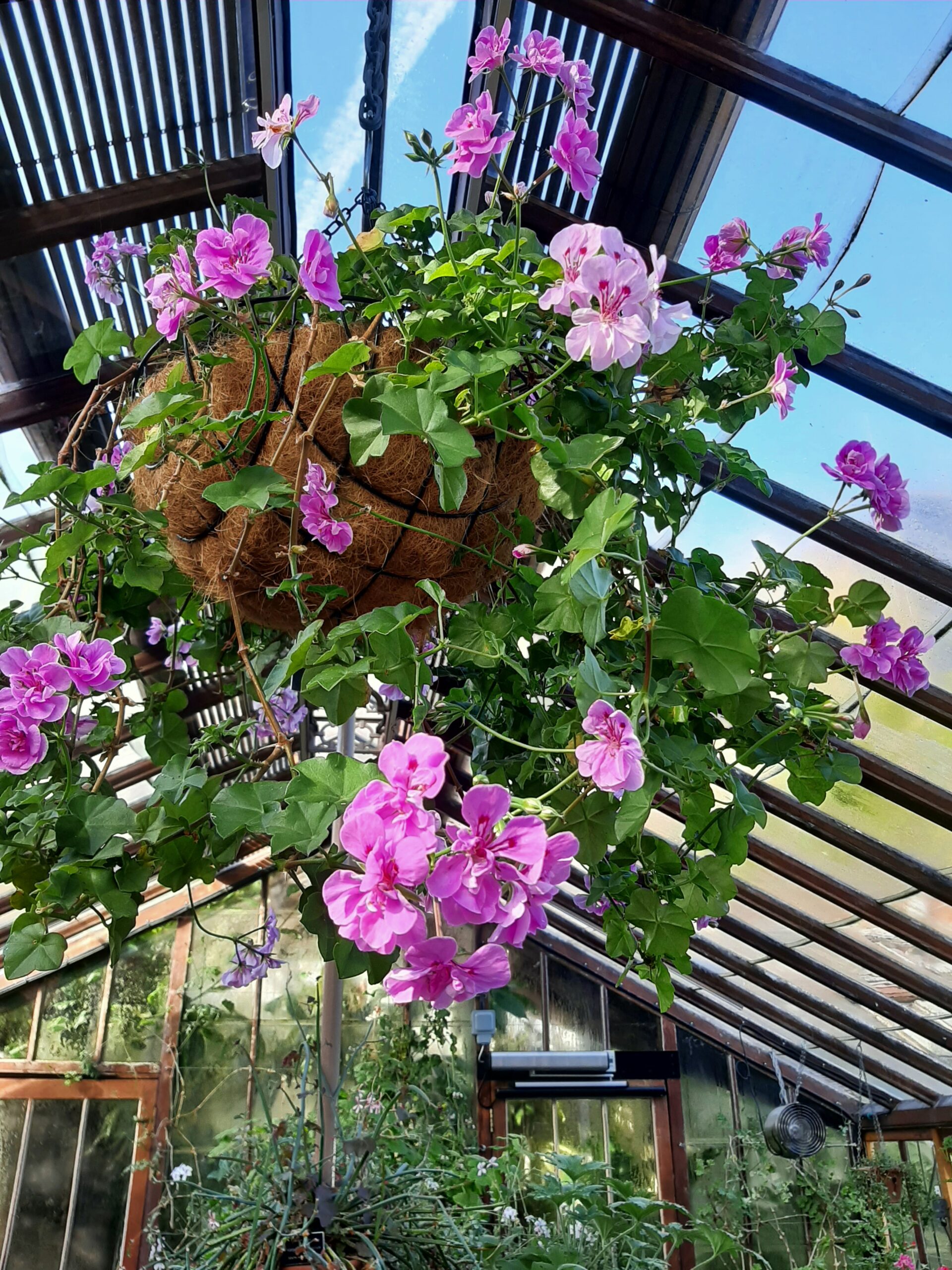 Chelsea Physic Garden