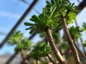 Chelsea Physic Garden