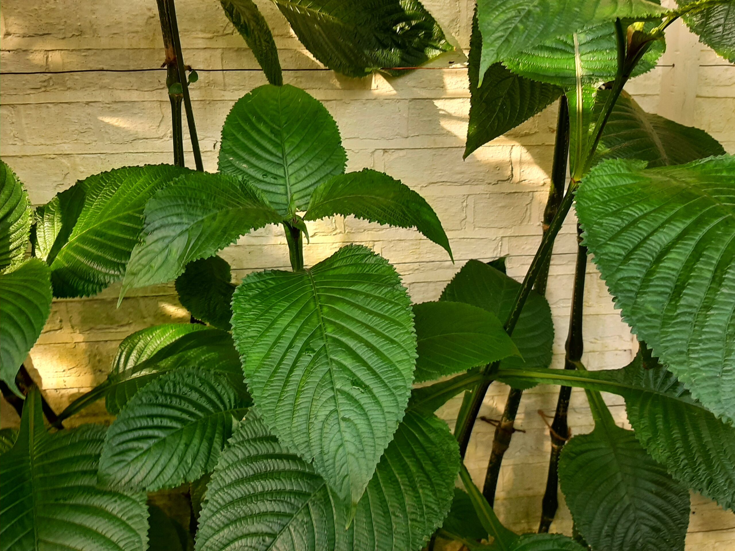 Chelsea Physic Garden