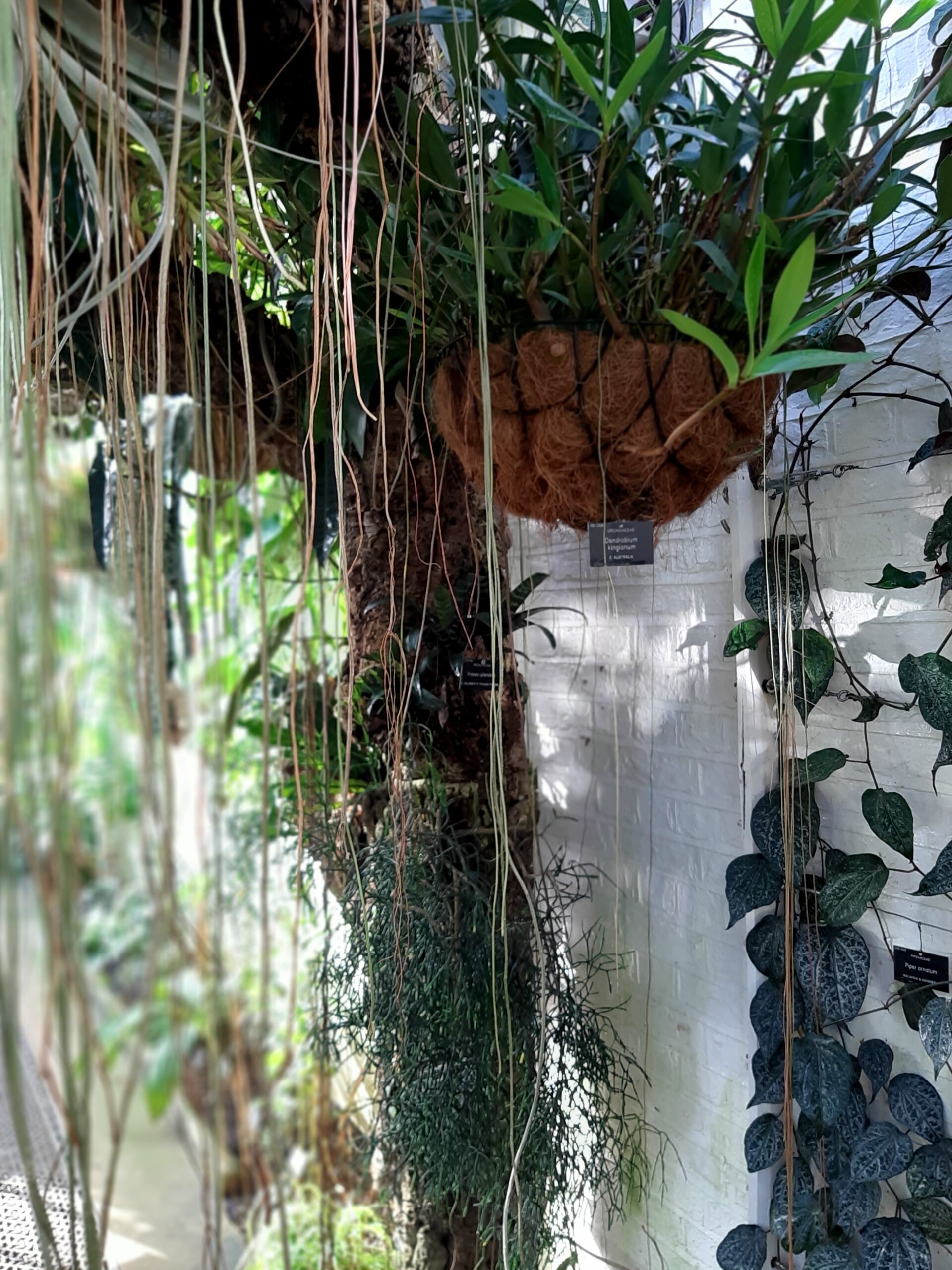 Chelsea Physic Garden