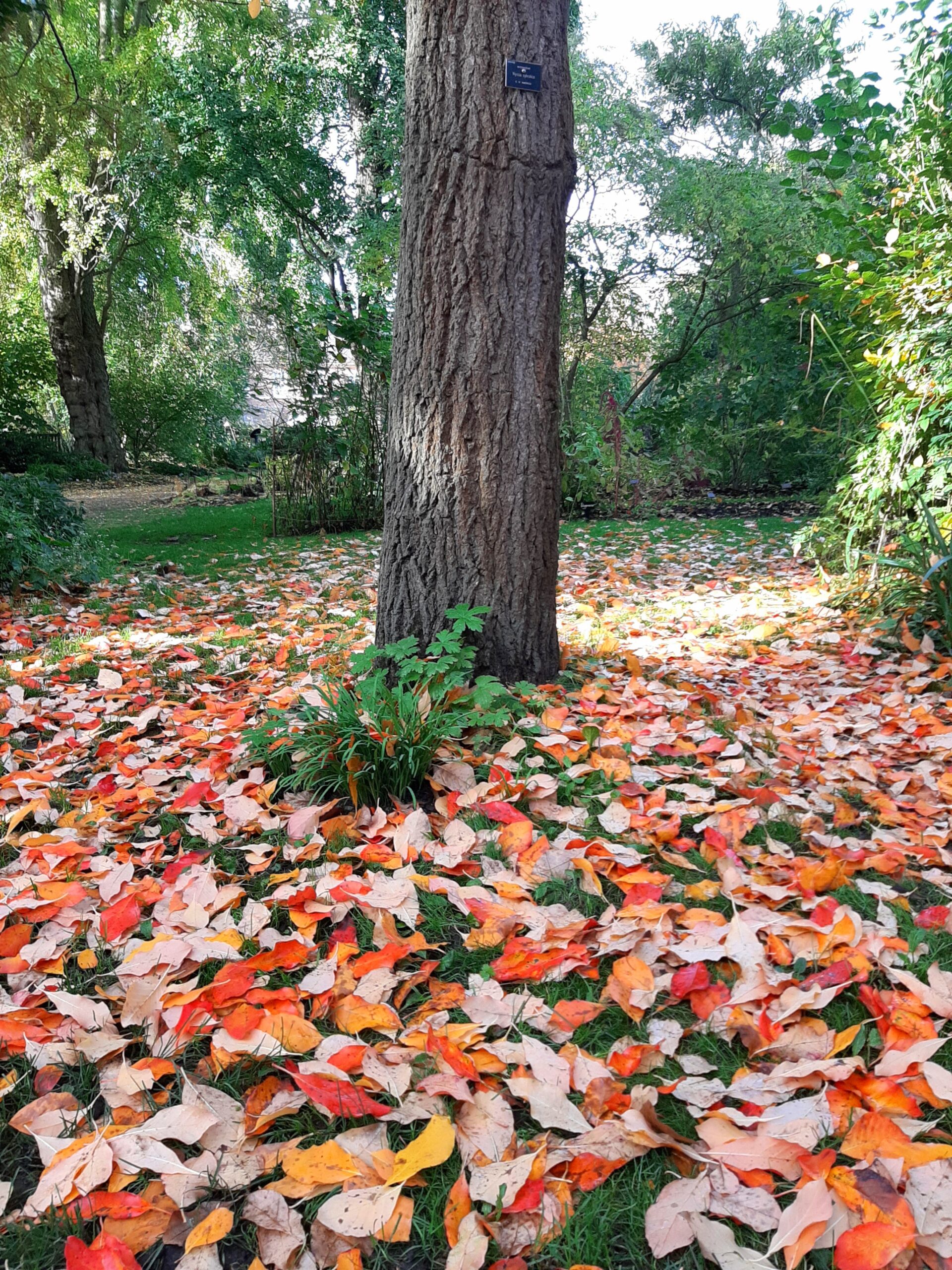 Chelsea Physic Garden