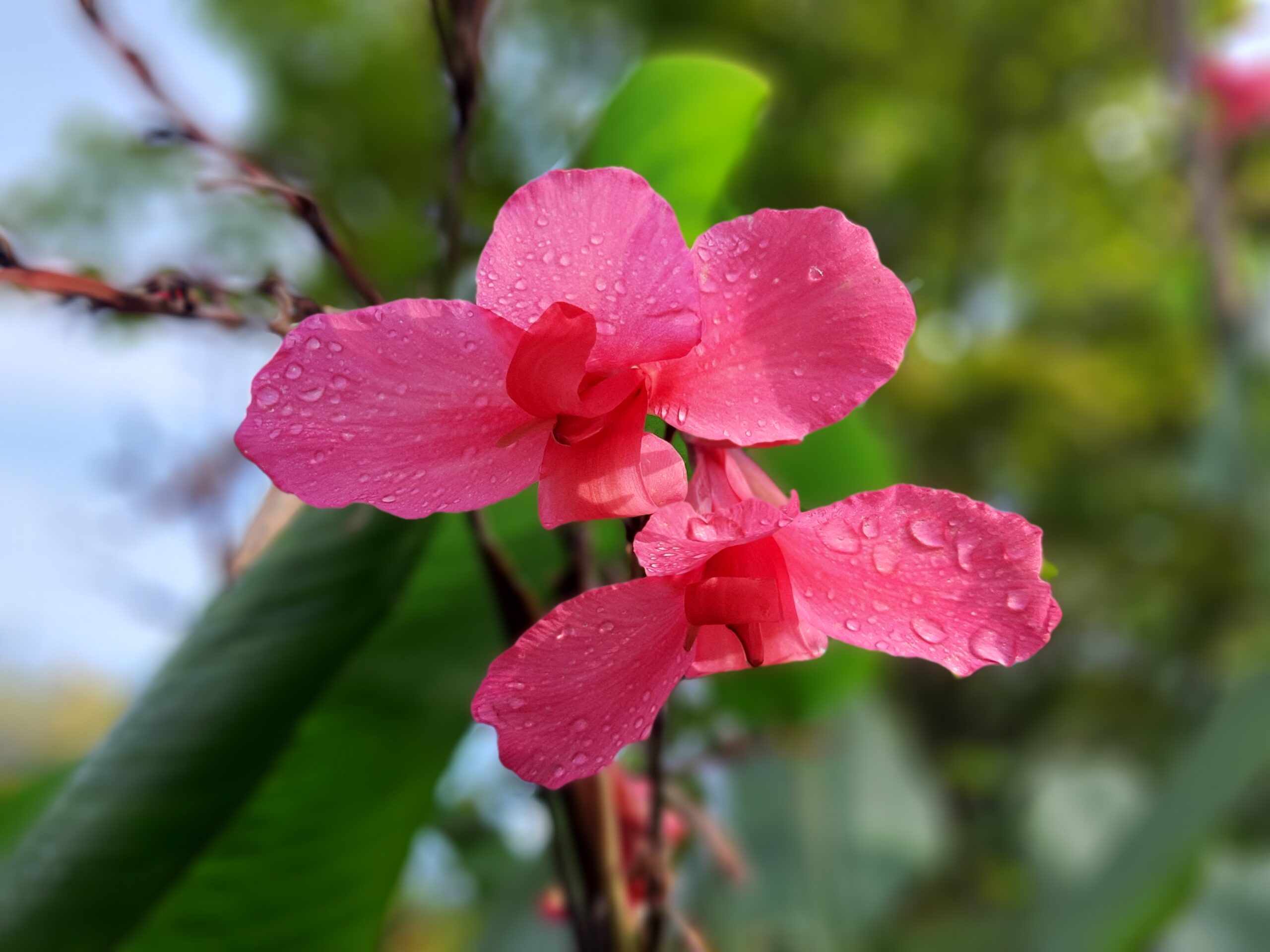Chelsea Physic Garden